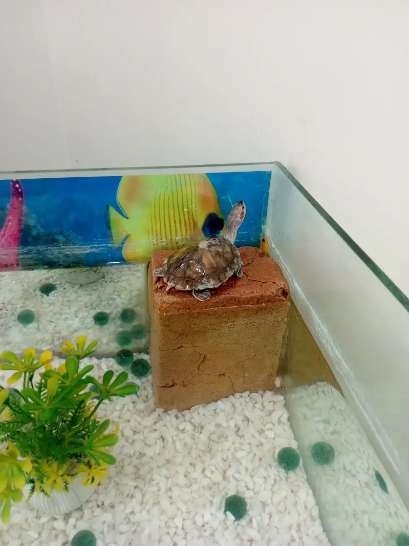 red ear turtle along with aquarium and accessories — photo 5