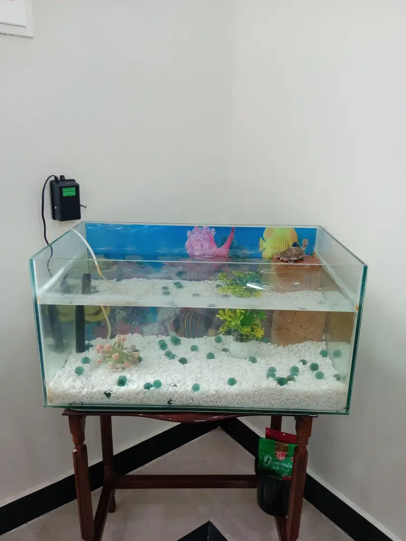 red ear turtle along with aquarium and accessories — photo 7