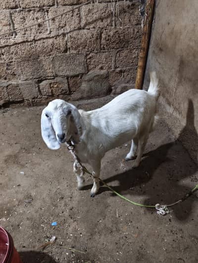 Bakri For Sale Argent