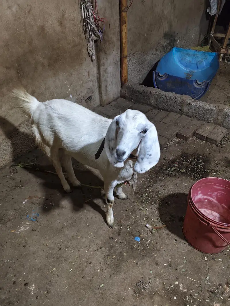 Bakri For Sale Argent — photo 2