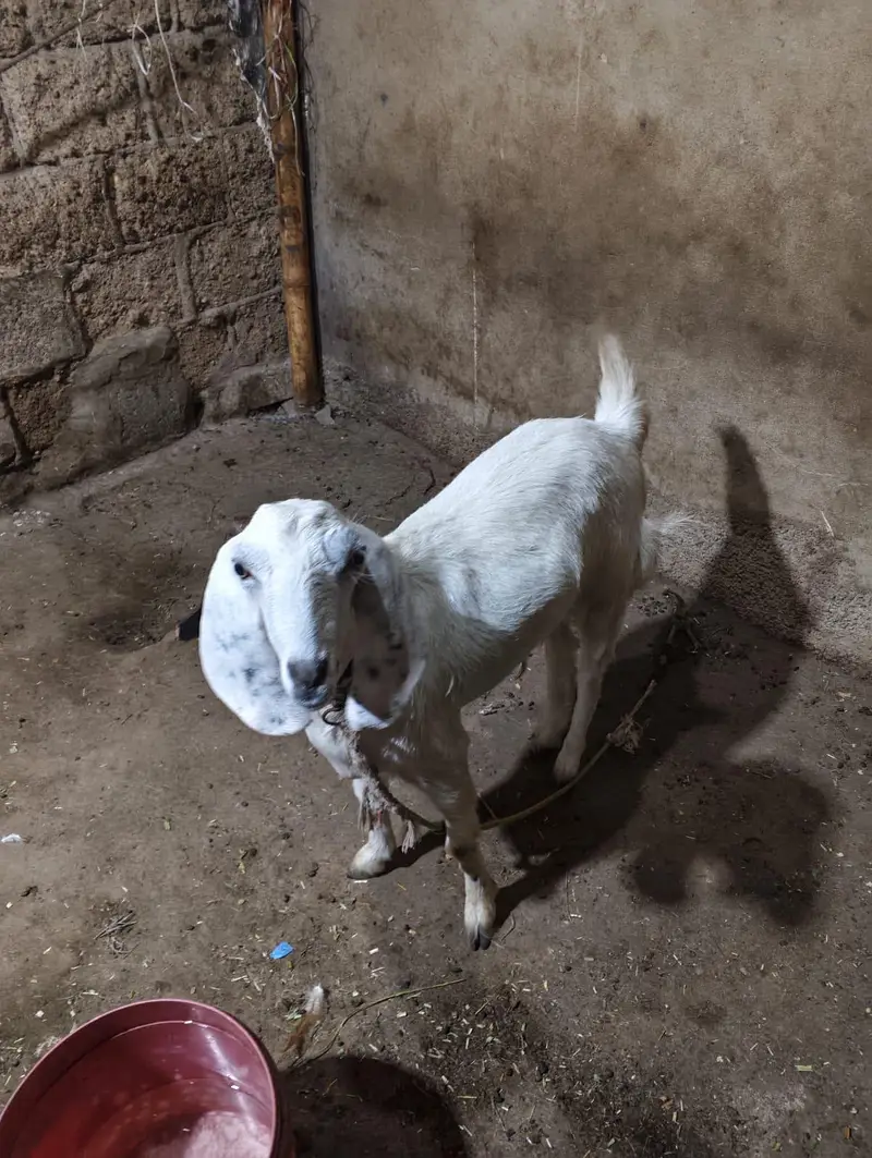 Bakri For Sale Argent — photo 3