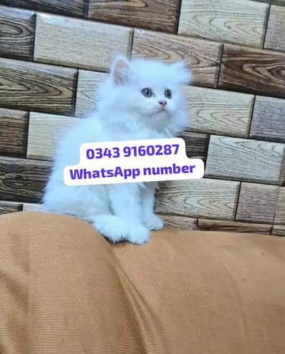 ( Persian Female Kitten ) For sale Contact WhatsApp