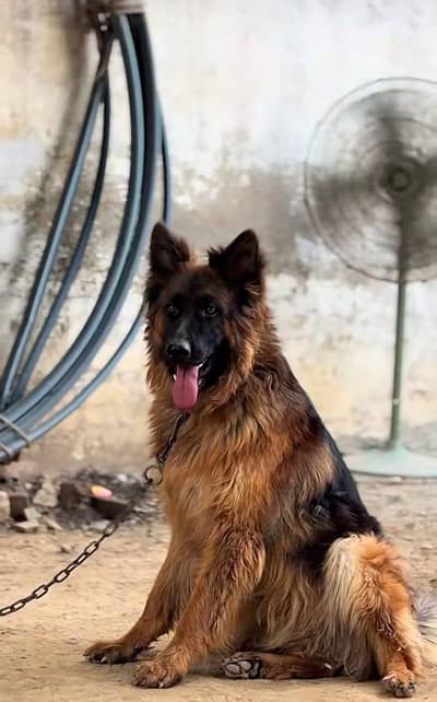 german shepherd