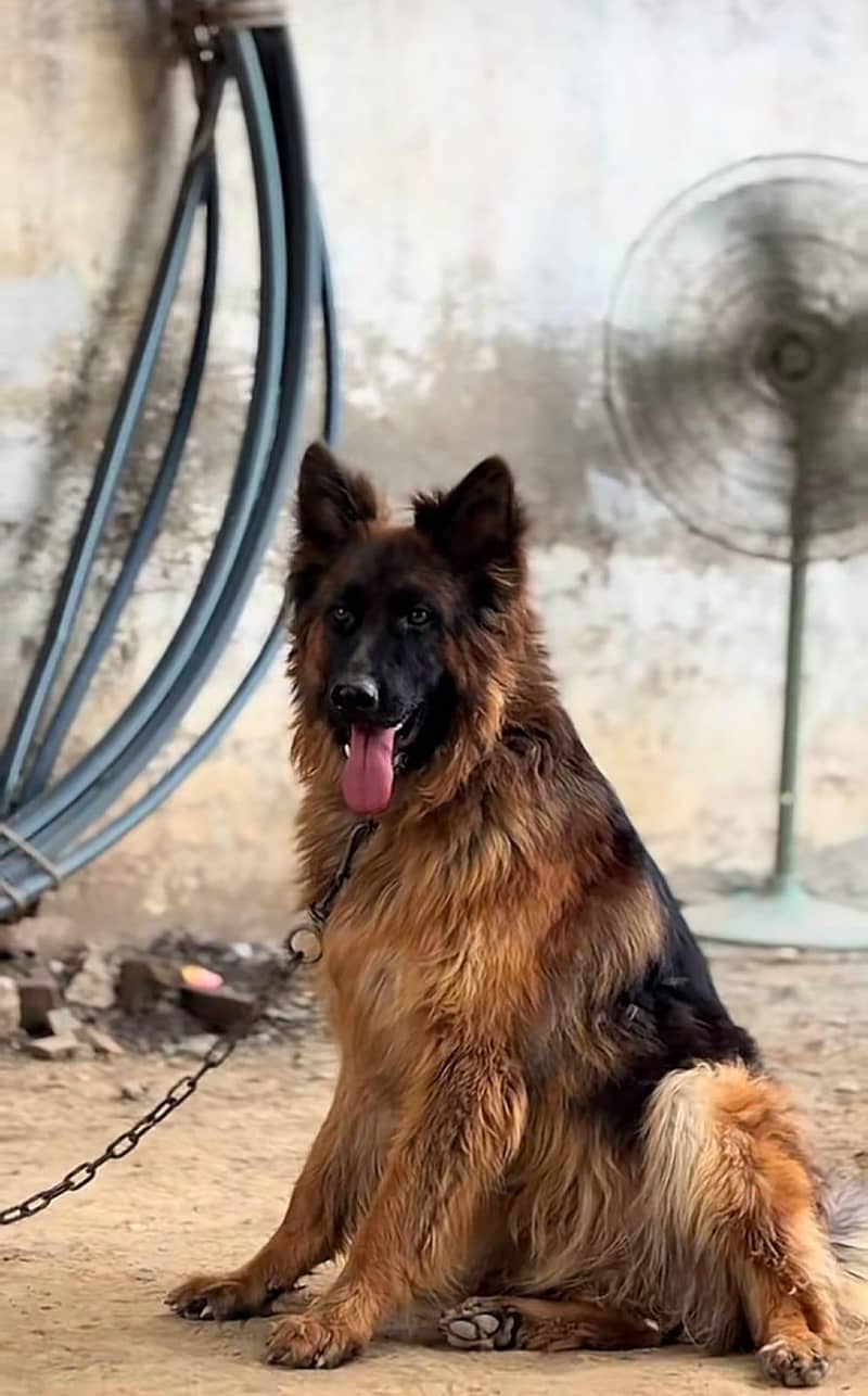 german shepherd 0
