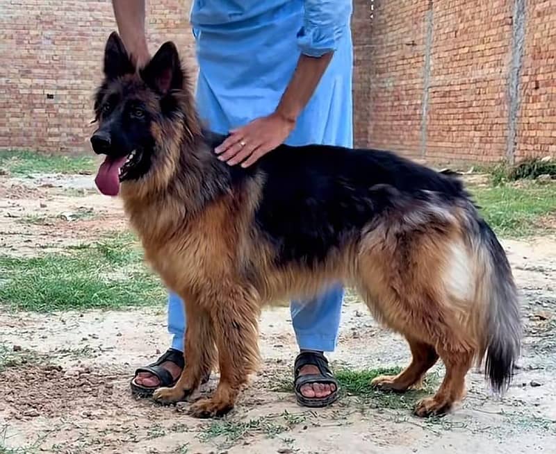 german shepherd 1