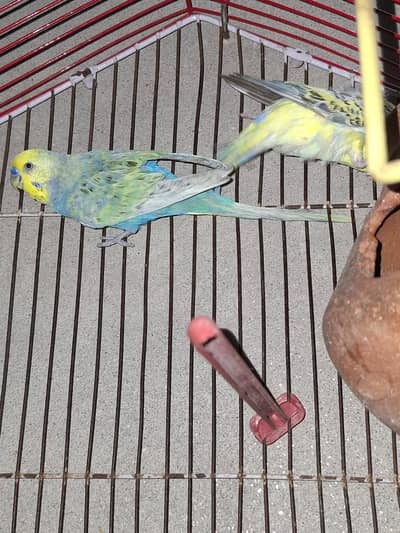 Australian parrots hein pair hai ak or sath mein pinjra bi sale karna