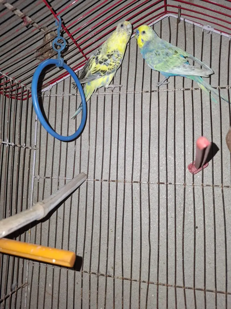 Australian parrots hein pair hai ak or sath mein pinjra bi sale karna — photo 2
