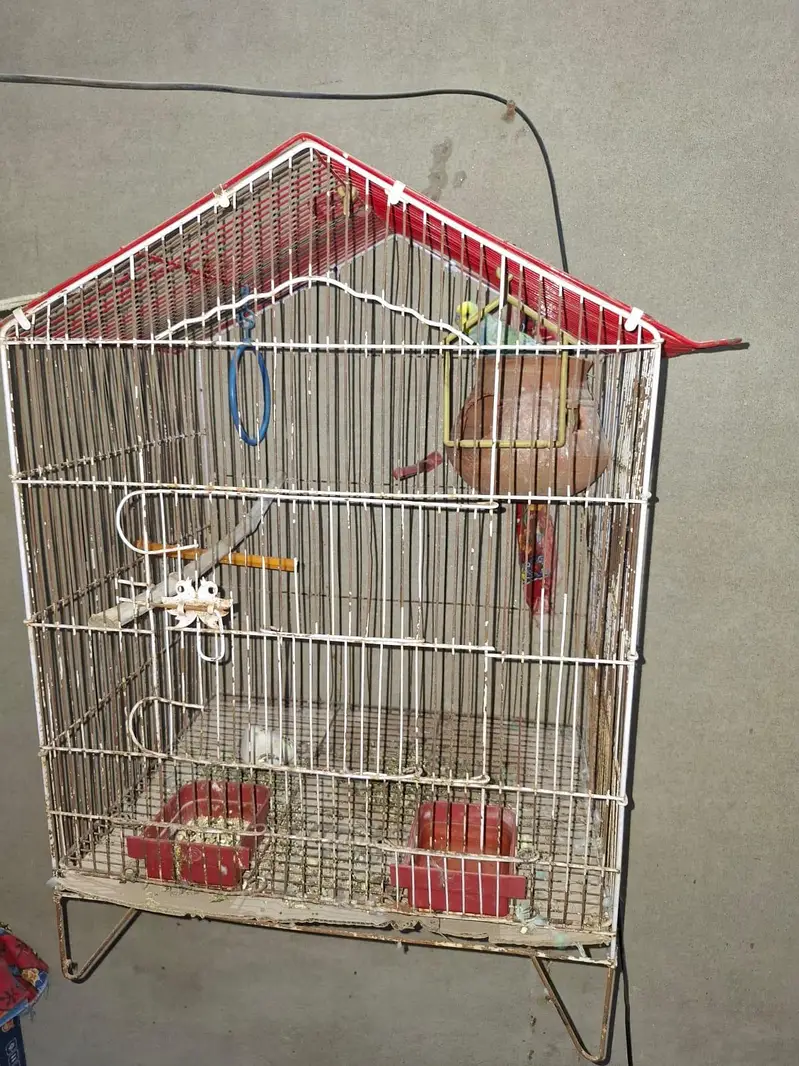 Australian parrots hein pair hai ak or sath mein pinjra bi sale karna — photo 3