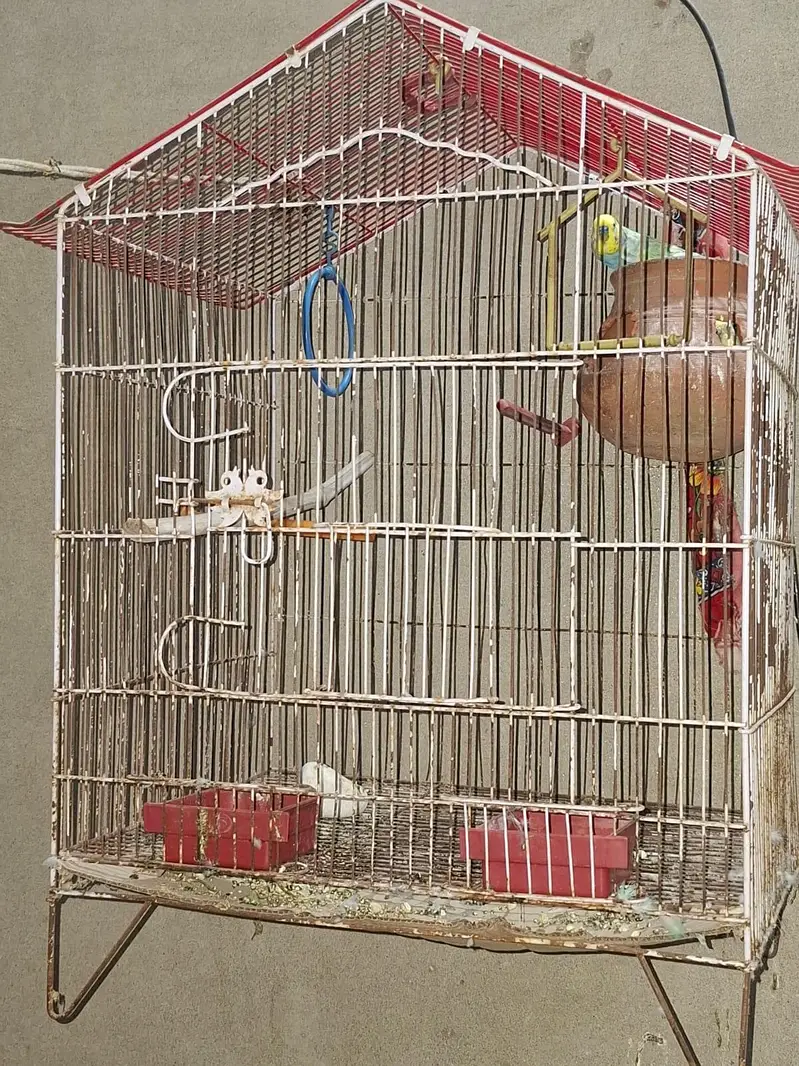 Australian parrots hein pair hai ak or sath mein pinjra bi sale karna — photo 4