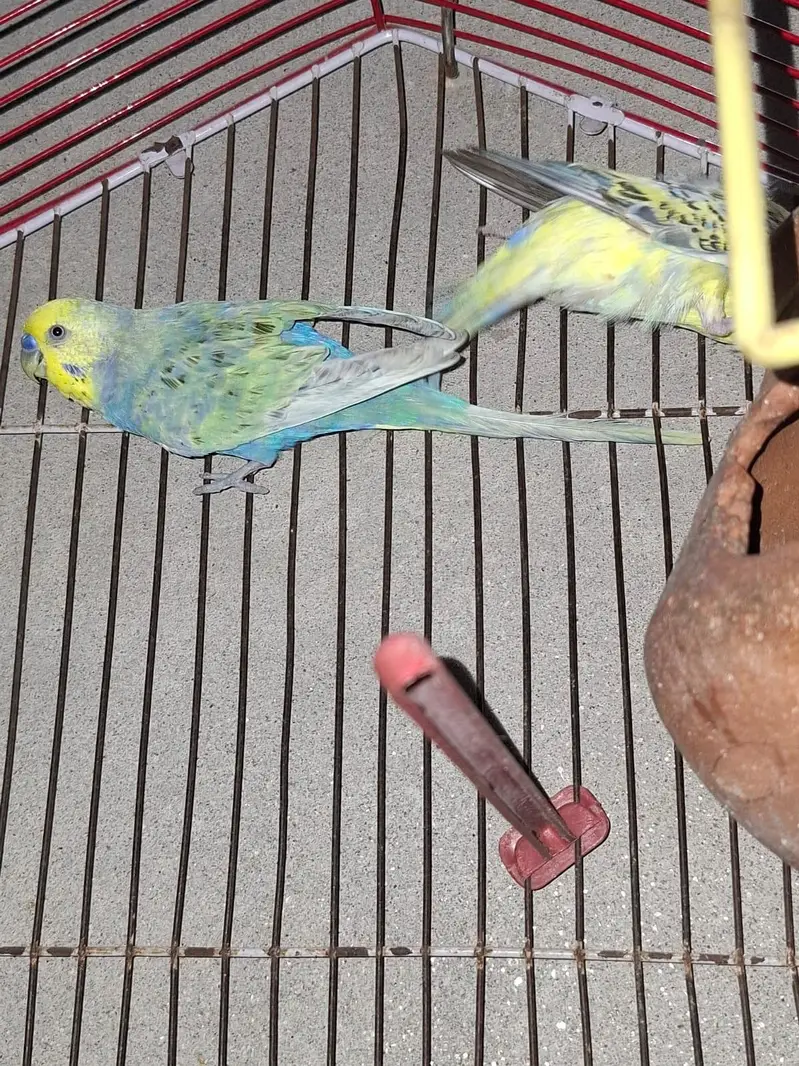 Australian parrots hein pair hai ak or sath mein pinjra bi sale karna — photo 5