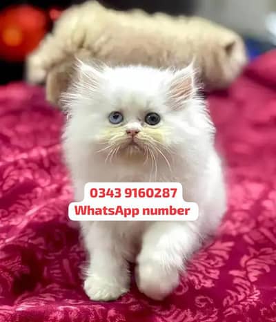 ( Persian Female Kitten ) For sale Contact WhatsApp