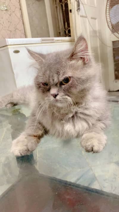 High quality Active cat gray color pure persian