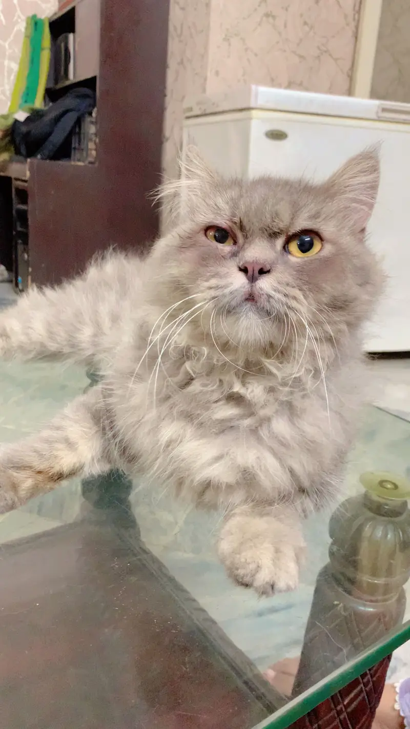 High quality Active cat gray color pure persian — photo 2