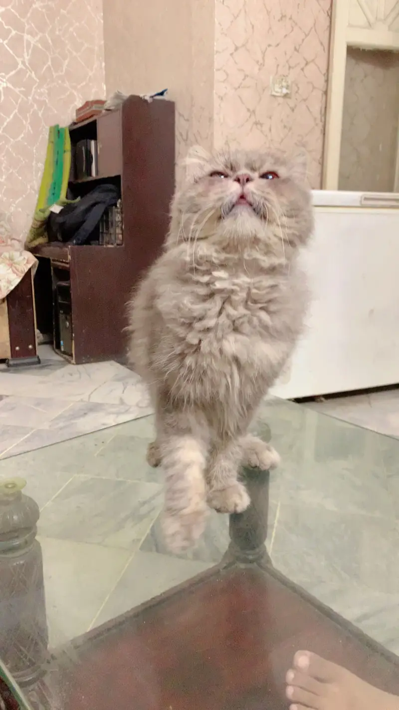 High quality Active cat gray color pure persian — photo 3