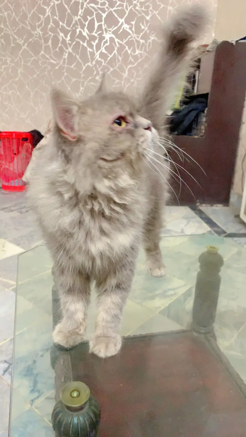High quality Active cat gray color pure persian — photo 4