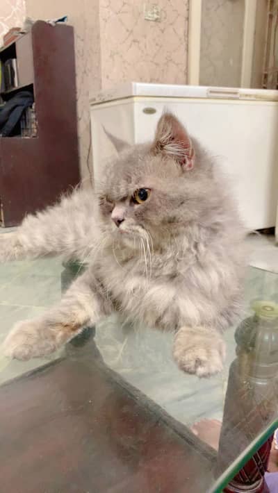 High quality Active cat gray color pure persian