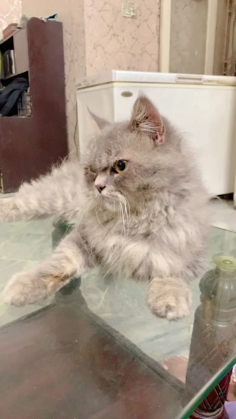 High quality Active cat gray color pure persian — photo 5