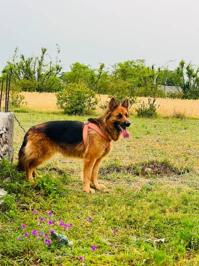 Pure German shepherd double coat