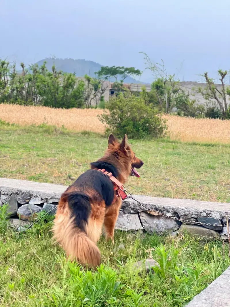 Pure German shepherd double coat — photo 2