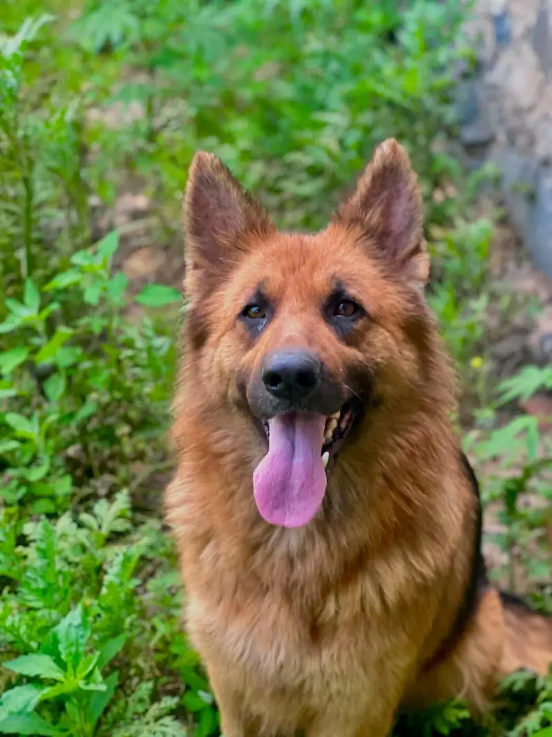 Pure German shepherd double coat — photo 3