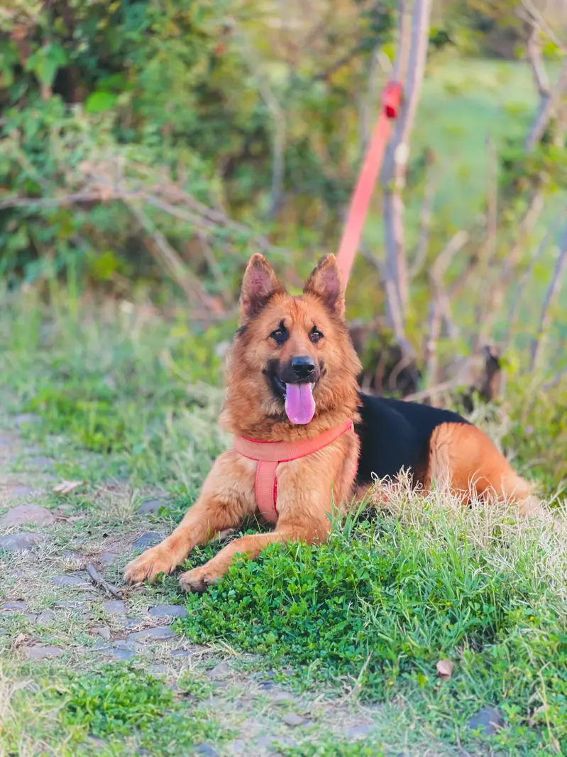 Pure German shepherd double coat — photo 4