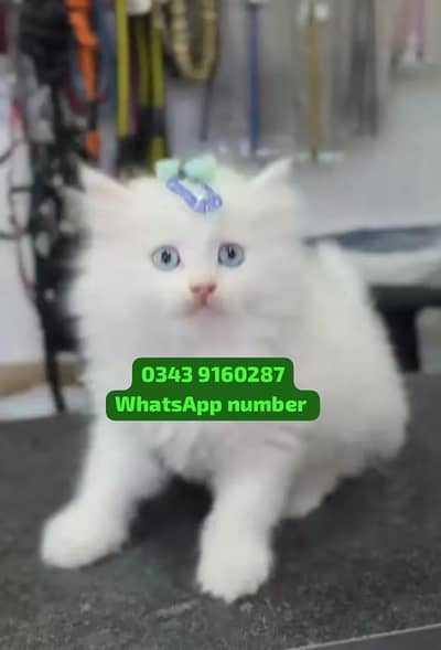 ( Persian Female Kitten ) For sale Contact WhatsApp