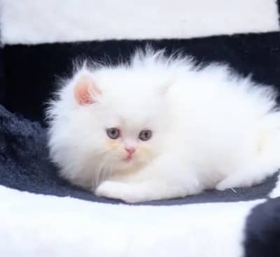 Persian cat 2 month age My WhatsApp number 0330=650=49=36