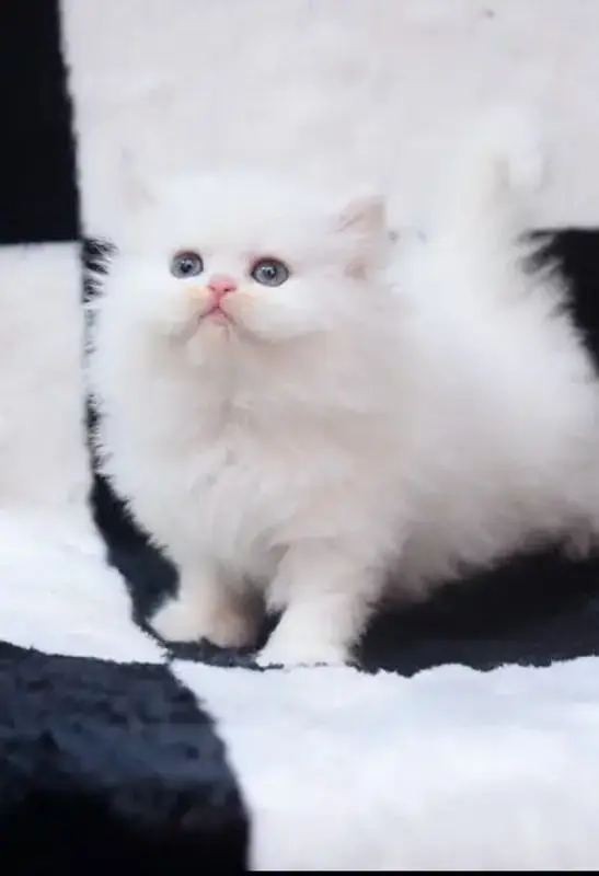 Persian cat 2 month age My WhatsApp number 0330=650=49=36 — photo 2