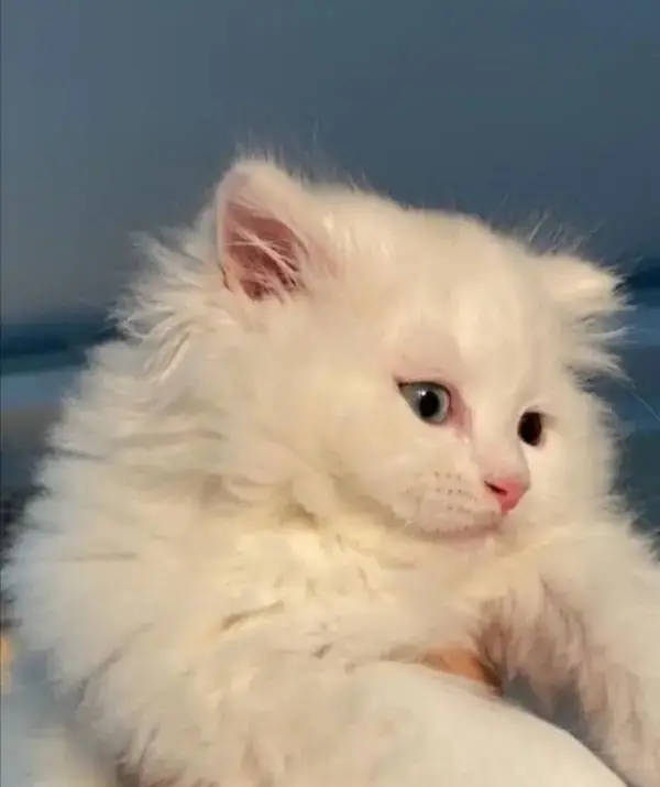 Persian cat 2 month age My WhatsApp number 0330=650=49=36 — photo 3