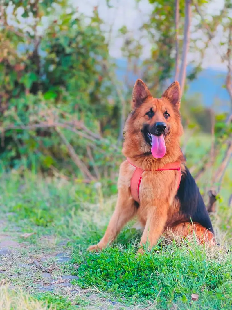 Pure German shepherd double coat — photo 6