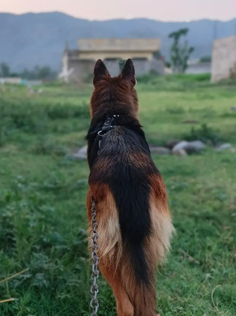 Pure German shepherd double coat — photo 7