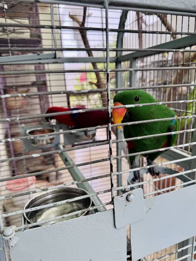 Grand Eclectus Parrot