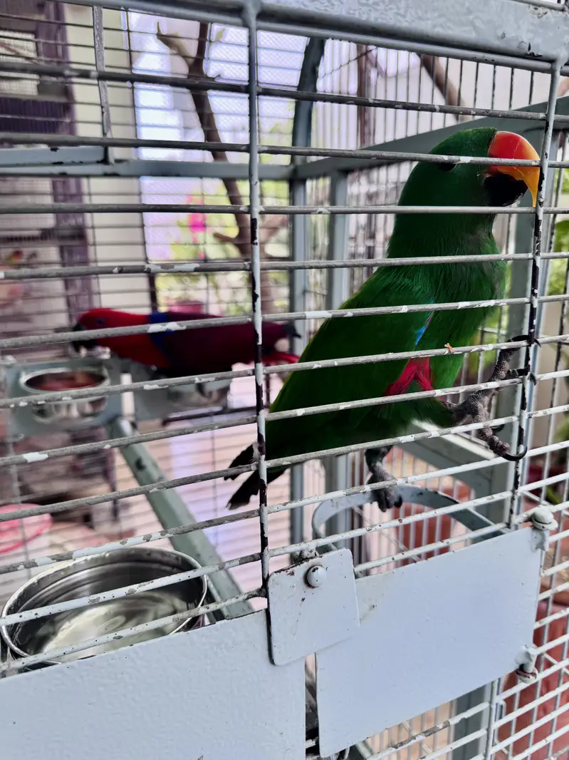 Grand Eclectus Parrot — photo 2