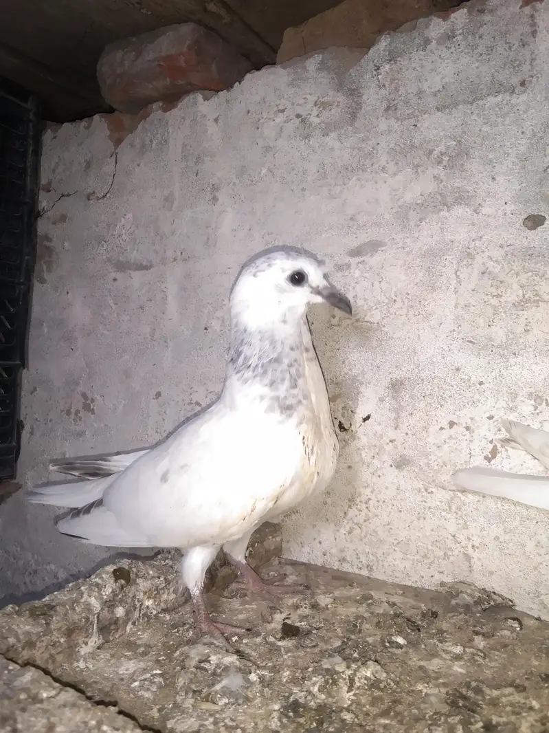 Taddy golden sailkoti mottion  waly — photo 3
