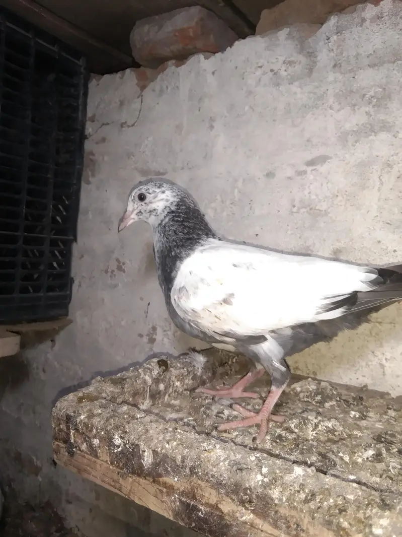 Taddy golden sailkoti mottion  waly — photo 5