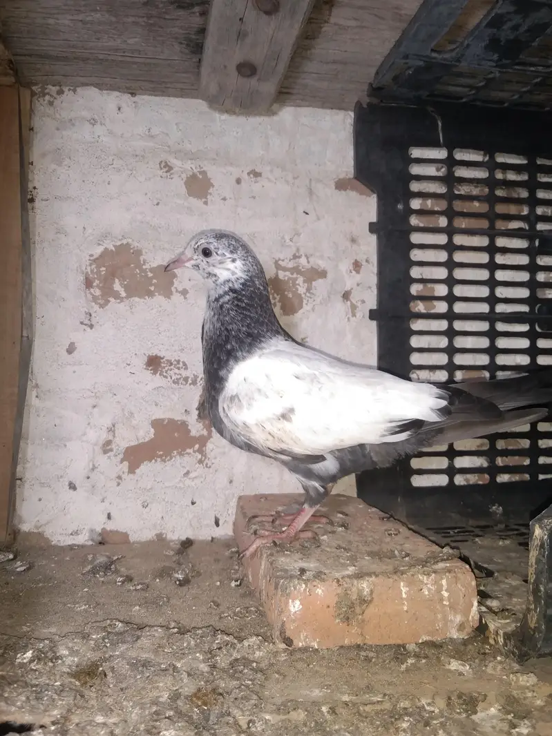 Taddy golden sailkoti mottion  waly — photo 6