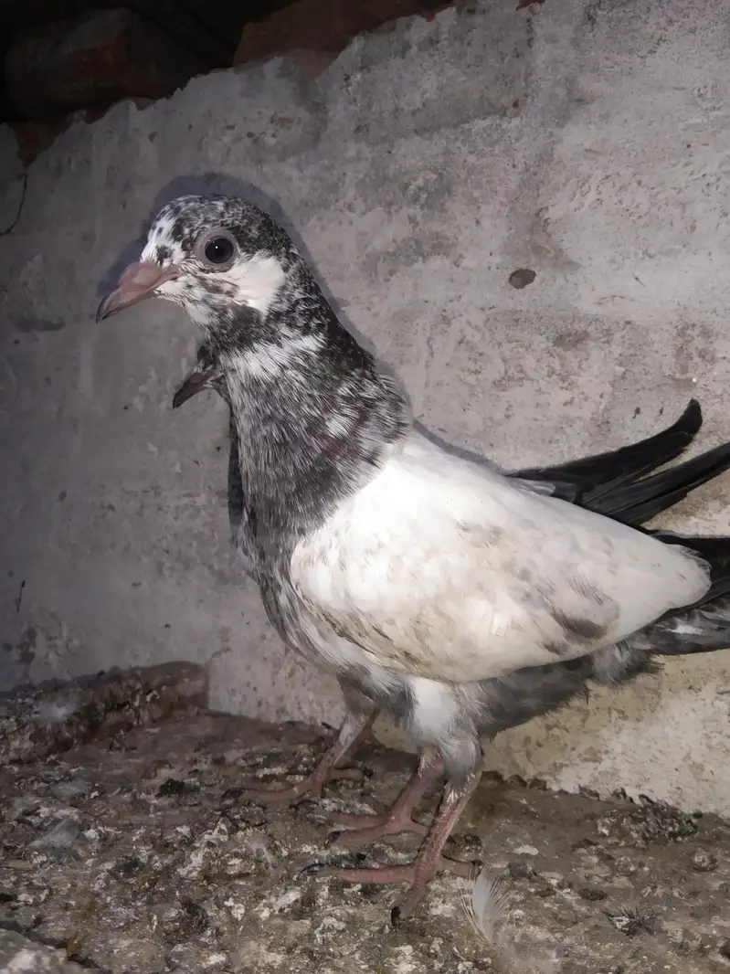 Taddy golden sailkoti mottion  waly — photo 7