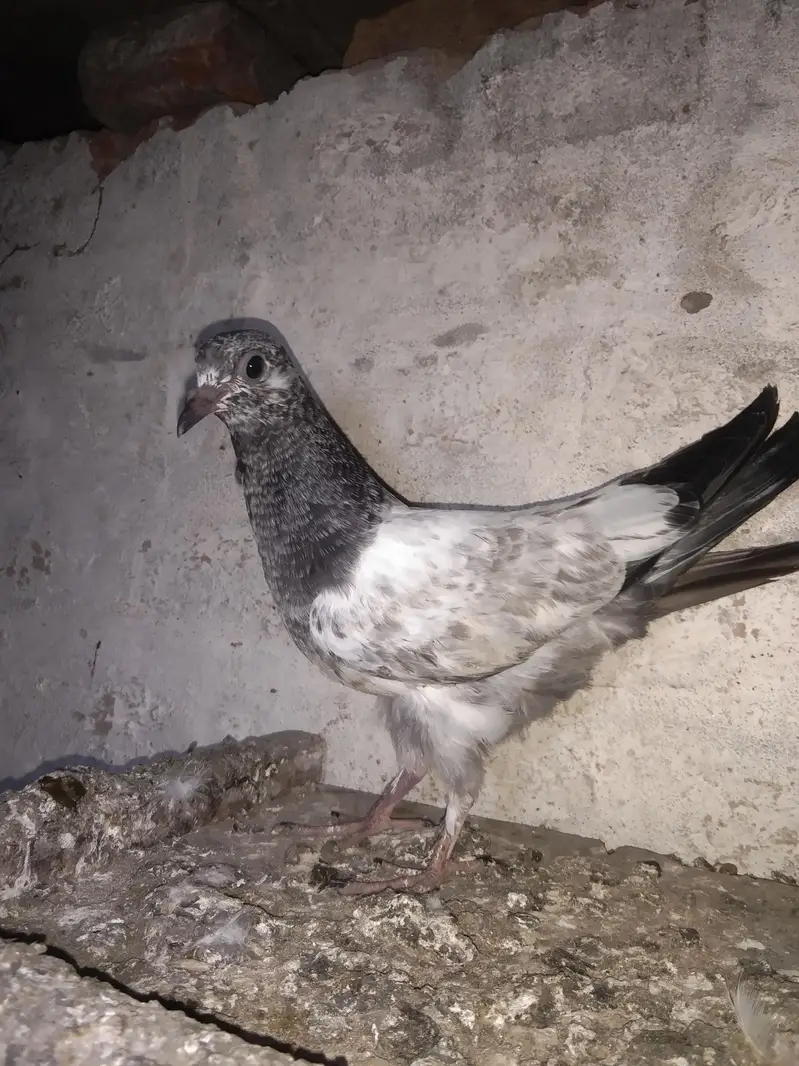 Taddy golden sailkoti mottion  waly — photo 8
