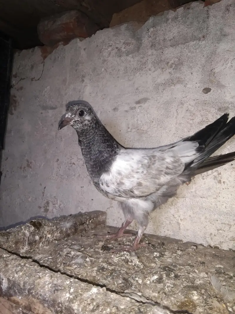 Taddy golden sailkoti mottion  waly — photo 9