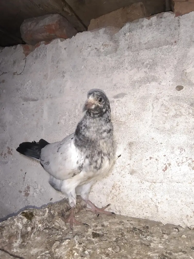 Taddy golden sailkoti mottion  waly — photo 10