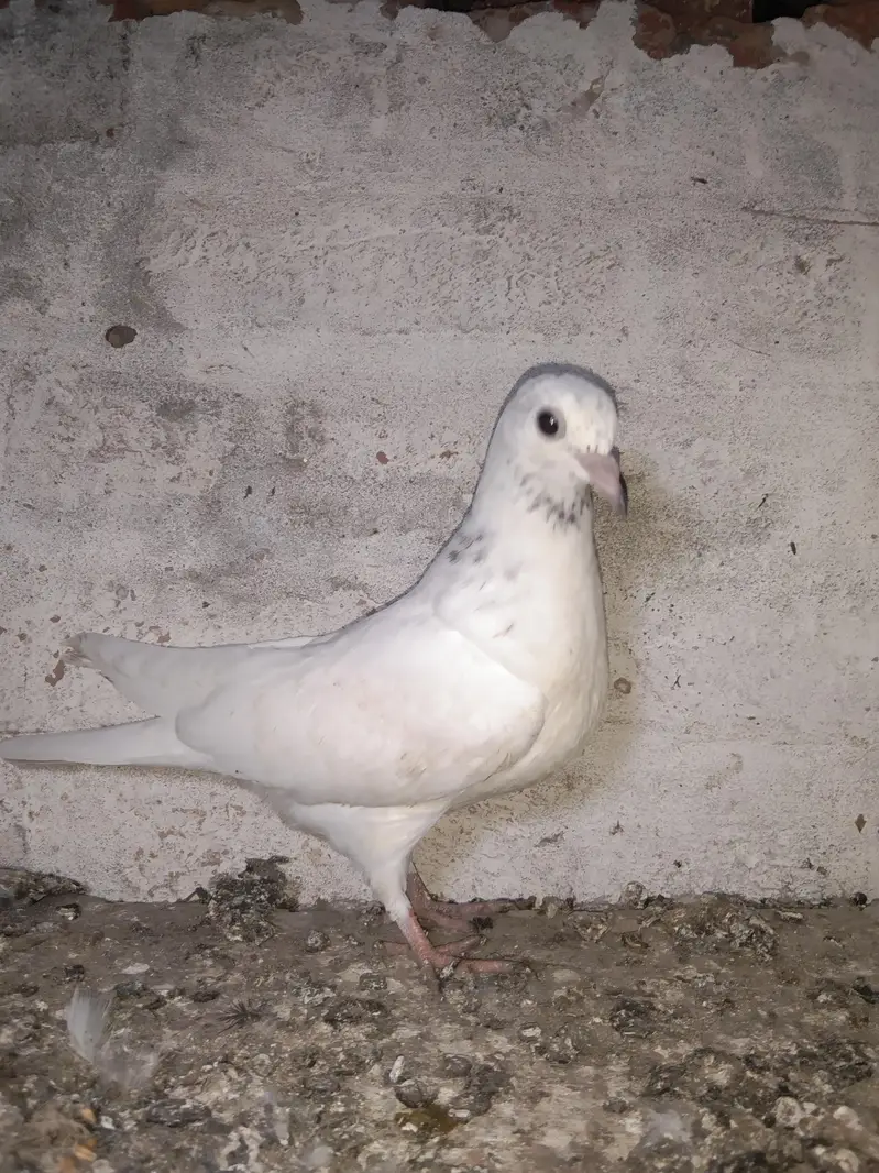 Taddy golden sailkoti mottion  waly — photo 11