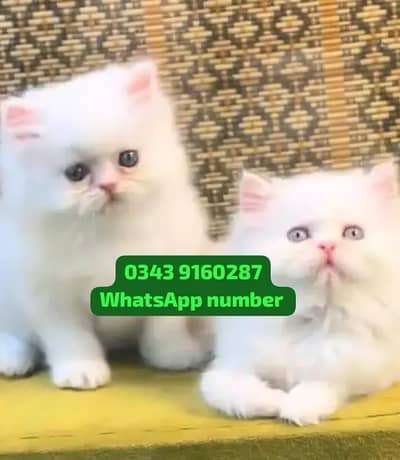 ( Persian Female Kitten ) For sale Contact WhatsApp