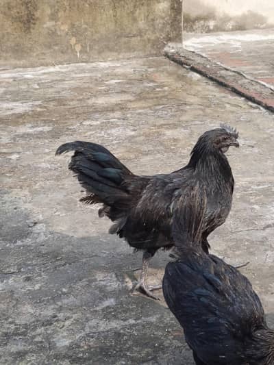 ayam cemani pure 3 months pathay