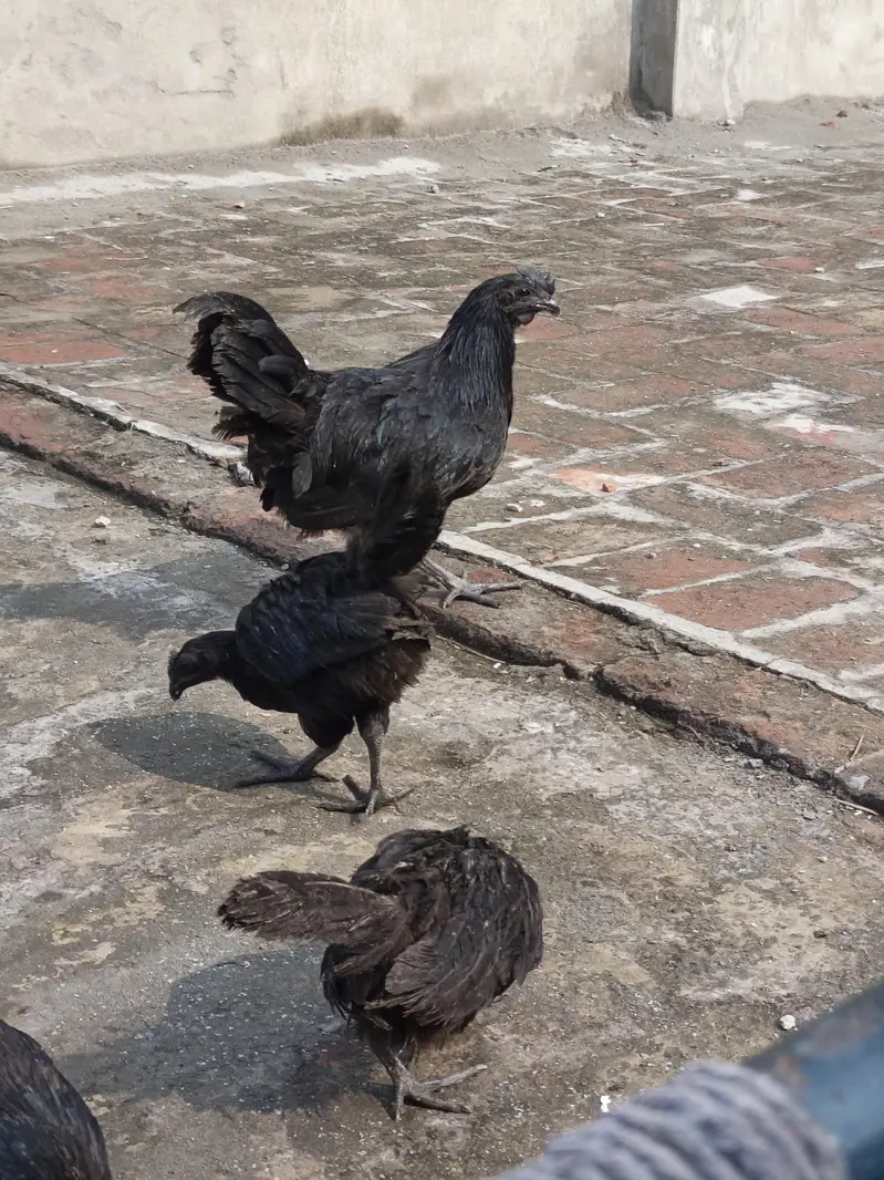 ayam cemani pure 3 months pathay — photo 2