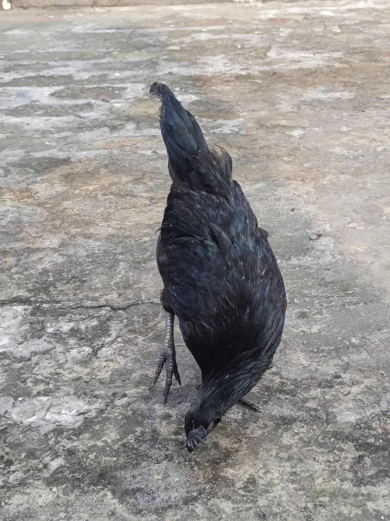 ayam cemani pure 3 months pathay — photo 3