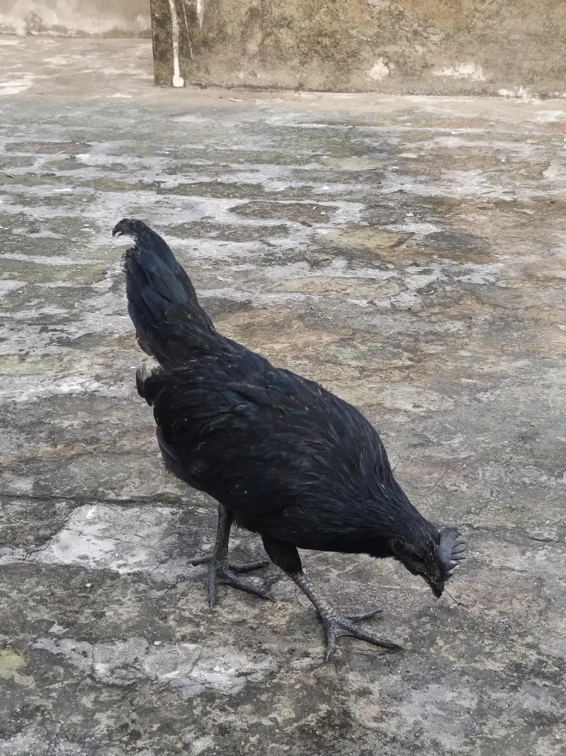 ayam cemani pure 3 months pathay — photo 4