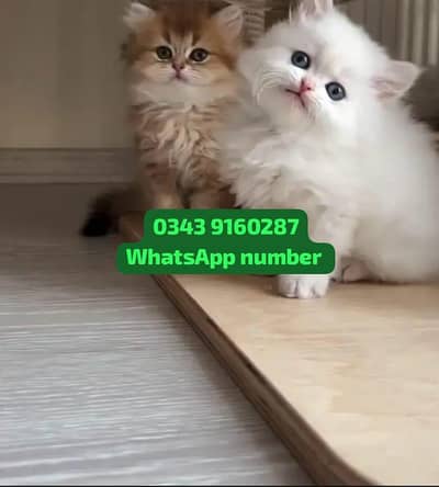 ( Persian Female Kitten ) For sale Contact WhatsApp
