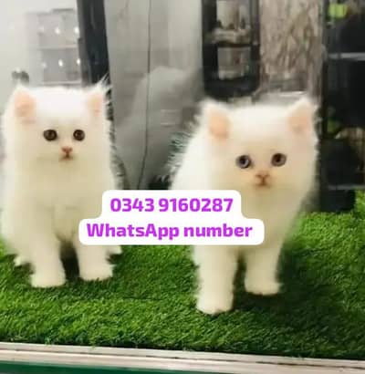 ( Persian Female Kitten ) For sale Contact WhatsApp
