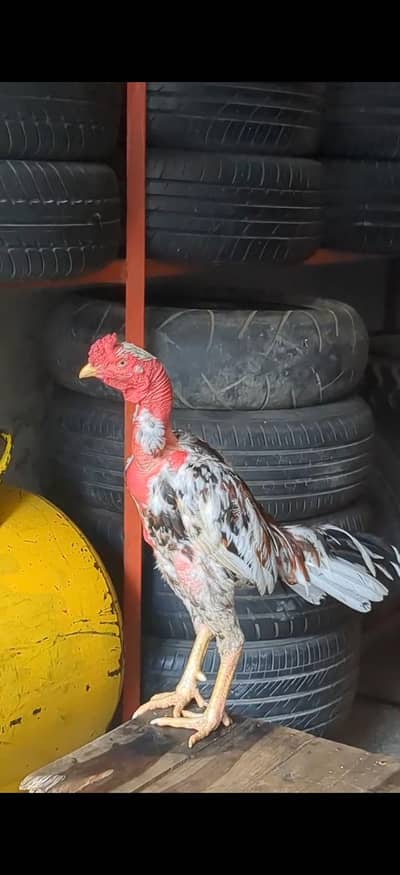 Vietnam Breed Heera Lakha (Cheena) Game Bird