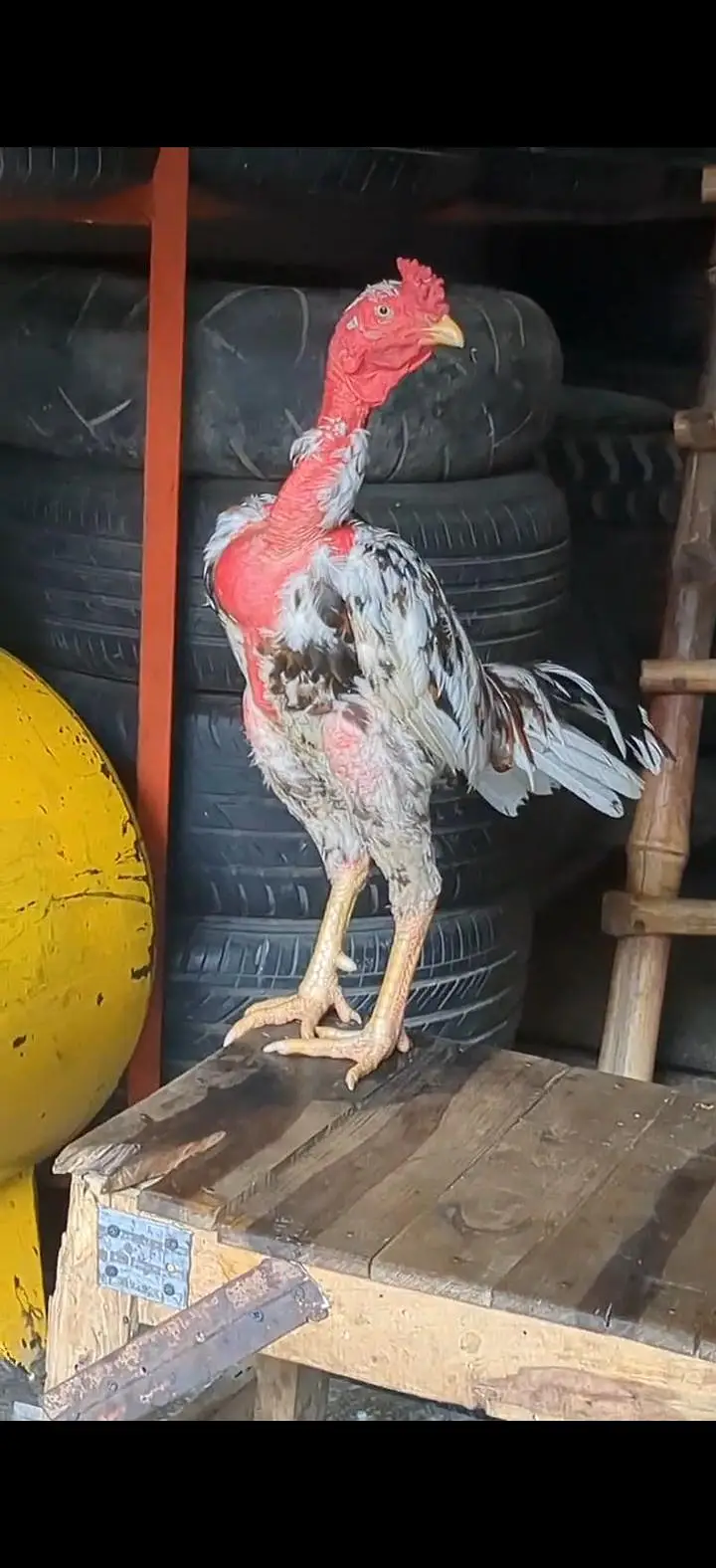 Vietnam Breed Heera Lakha (Cheena) Game Bird — photo 2